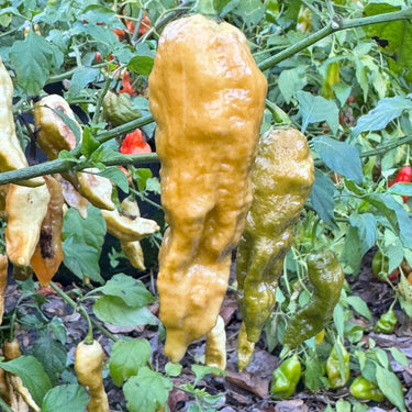 Bhut Jolokia Solid Gold - Seeds - The Pepper Pantry (Formerly Marie Sharp's)